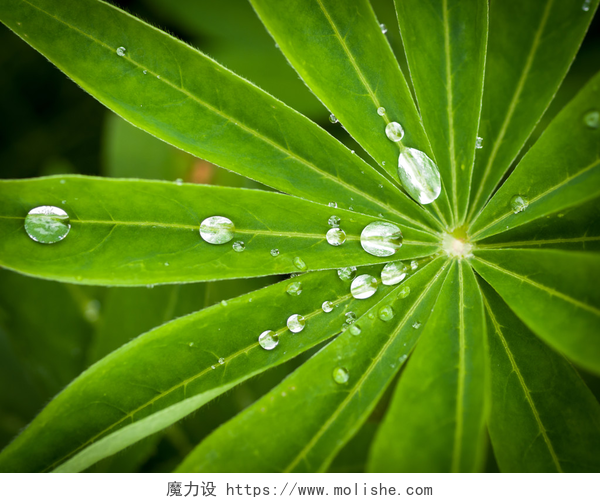 特写绿色树叶上的水滴树叶上的水滴